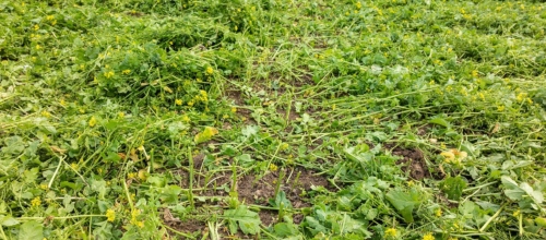 Efektyvus augalinių liekanų pjovimas (SingleCut)