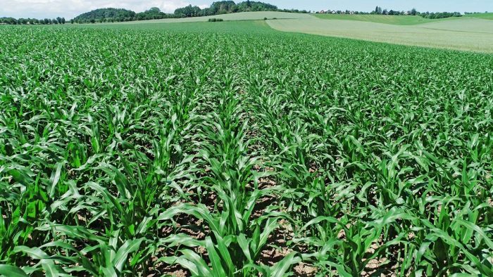 Kukurūzų sėjamoji Impact