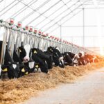 Self-propelled feed dispenser Primus