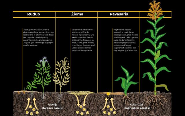 Tarpinio pasėlio vegetacijos eiga (norint išdidinti spauskite ant paveiksliuko)