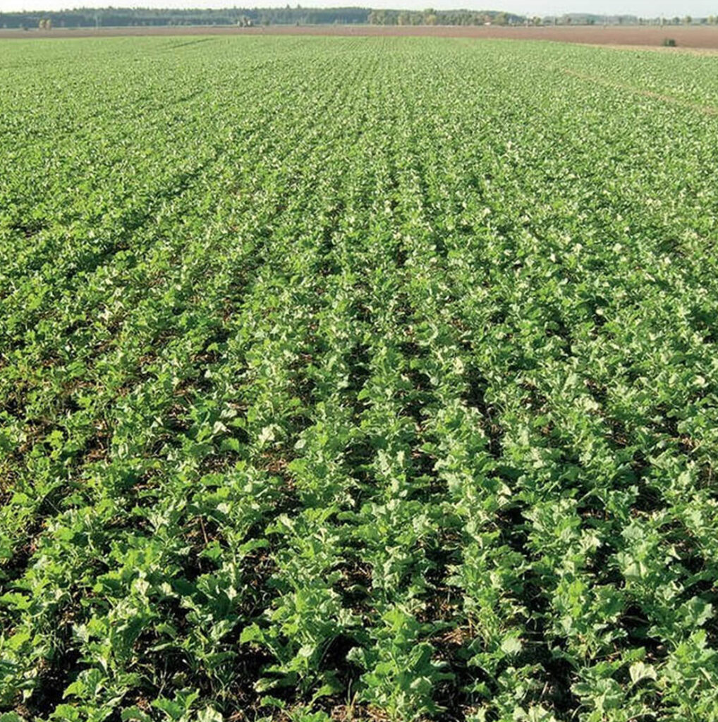 Rapeseed is sown using the belt sowing technology