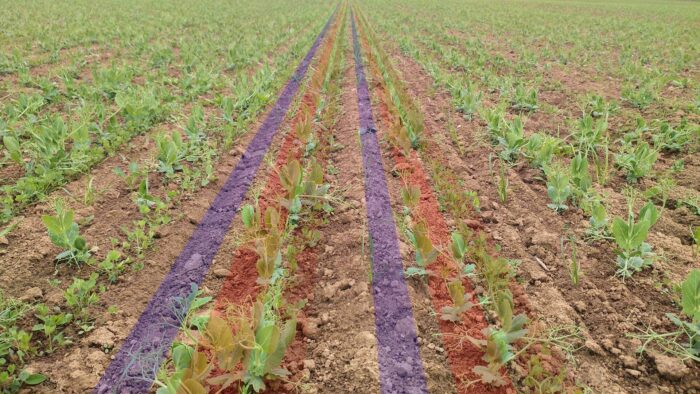 Sowing three crops in one pass: grass, peas, alfalfa